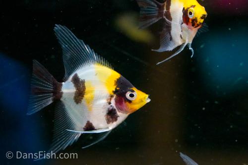 Yellow Head Panda Angelfish