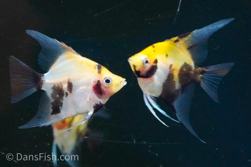 Yellow Head Panda Angelfish