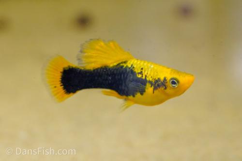 Yellow Tuxedo High-Fin Variatus Platy, Pair (1M1F)