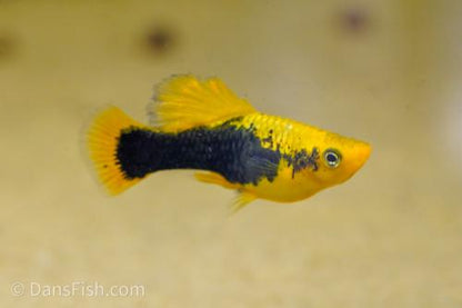 Yellow Tuxedo High-Fin Variatus Platy, Pair (1M1F)