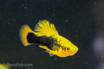 Yellow Tuxedo High-Fin Variatus Platy, Pair (1M1F)