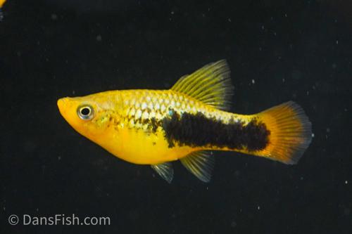 Yellow Tuxedo High-Fin Variatus Platy, Pair (1M1F)