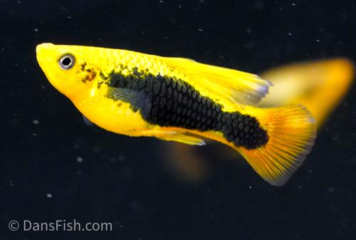 Yellow Tuxedo High-Fin Variatus Platy, Pair (1M1F)