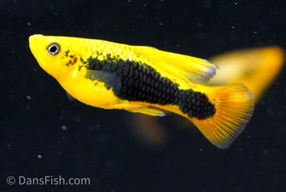 Yellow Tuxedo High-Fin Variatus Platy, Pair (1M1F)