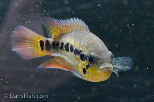 Yellow Jacket Cichlid