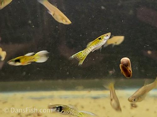 Yellow Jungle Print Endler, Male