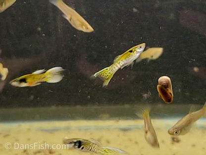 Yellow Jungle Print Endler, Male
