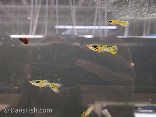 Yellow Jungle Print Endler, Male