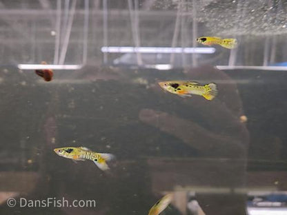Yellow Jungle Print Endler, Male