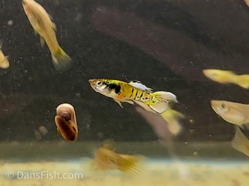 Yellow Jungle Print Endler, Male