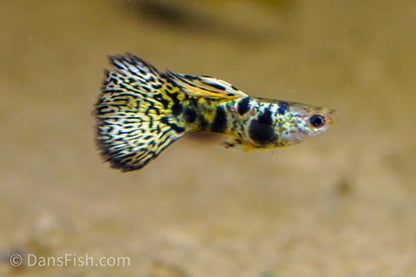 Yellow King Tiger Cobra Guppy, Female