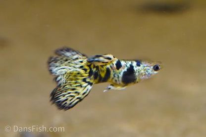 Yellow King Tiger Cobra Guppy, Female