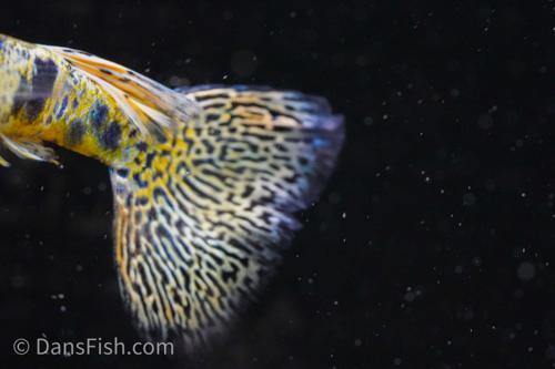 Yellow King Tiger Cobra Guppy, Female