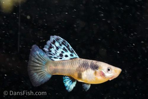 Yellow King Tiger Cobra Guppy, Female