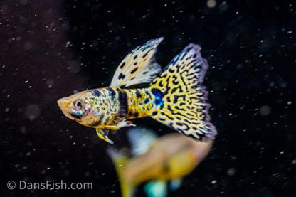 Yellow King Tiger Cobra Guppy, Female