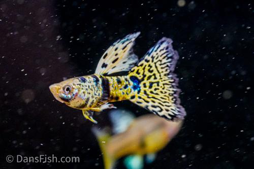 Yellow King Tiger Cobra Guppy, Female