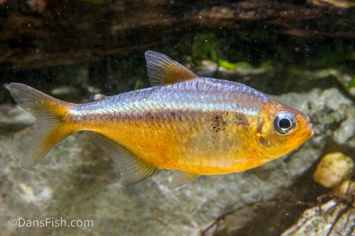 Yellow Kogal Tetra