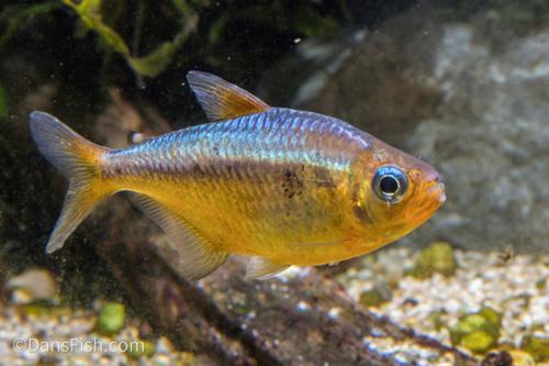 Yellow Kogal Tetra