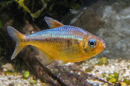 Yellow Kogal Tetra