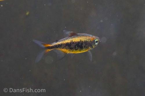 Yellow Kogal Tetra