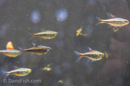 Yellow Kogal Tetra