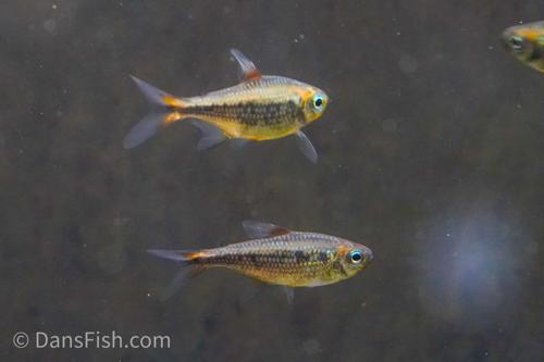 Yellow Kogal Tetra
