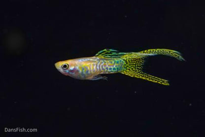 Yellow Lace Double Sword Guppy, Male