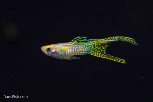 Yellow Lace Double Sword Guppy, Male
