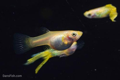 Yellow Lace Double Sword Guppy, Male