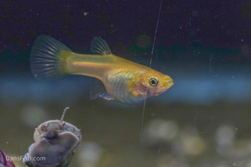 Yellow Lace Double Sword Guppy, Male