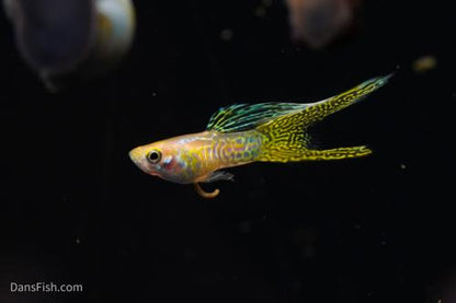 Yellow Lace Double Sword Guppy, Male