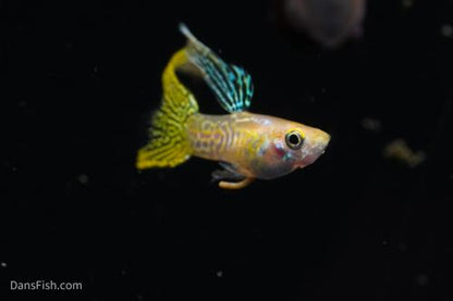 Yellow Lace Double Sword Guppy, Male