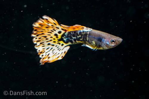 Yellow Metal Mosaic Guppy, Female