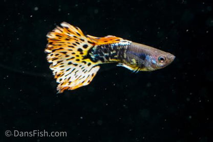 Yellow Metal Mosaic Guppy, Female