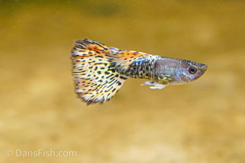 Yellow Metal Mosaic Guppy, Female