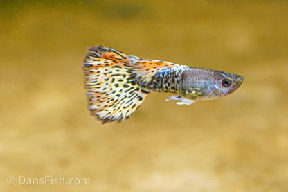 Yellow Metal Mosaic Guppy, Female