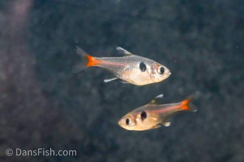 Yellow Phantom Tetra