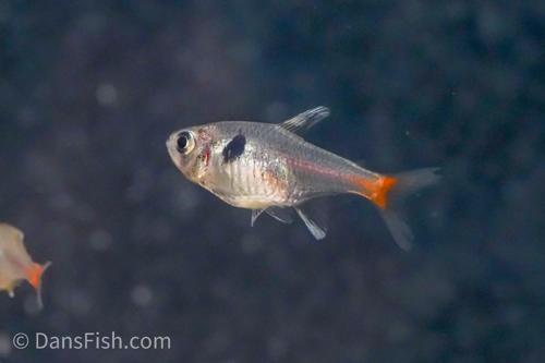 Yellow Phantom Tetra