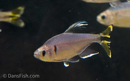 Yellow Tail Congo Tetra