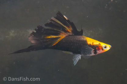 Yellow Tuxedo Cauliflower High Fin Swordtail, Trio (1M2F)