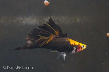 Yellow Tuxedo Cauliflower High Fin Swordtail, Trio (1M2F)