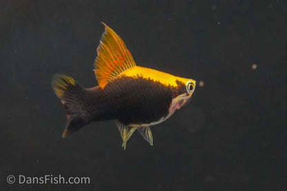 Yellow Tuxedo Cauliflower High Fin Swordtail, Trio (1M2F)