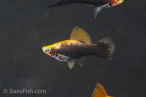 Yellow Tuxedo Cauliflower High Fin Swordtail, Trio (1M2F)