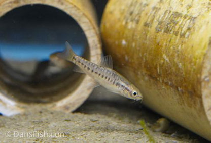 Yunnan Loach