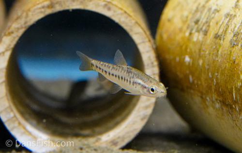 Yunnan Loach