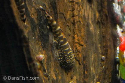 Zebra Hillstream Loach