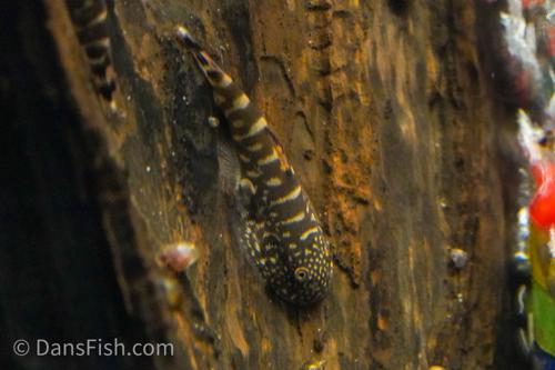 Zebra Hillstream Loach