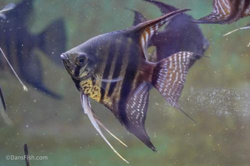 Black Zebra Lace Angelfish
