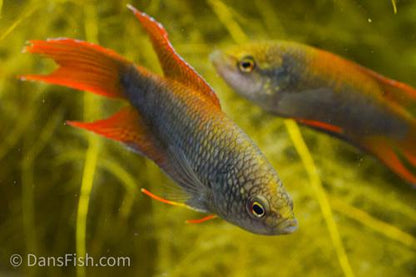 Zhaoquing Paradise Fish