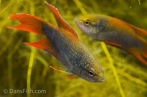 Zhaoquing Paradise Fish